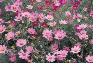 今月の花木　コスモス