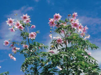 今月の花木　皇帝ダリア