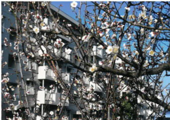 今月の花木　ウメ